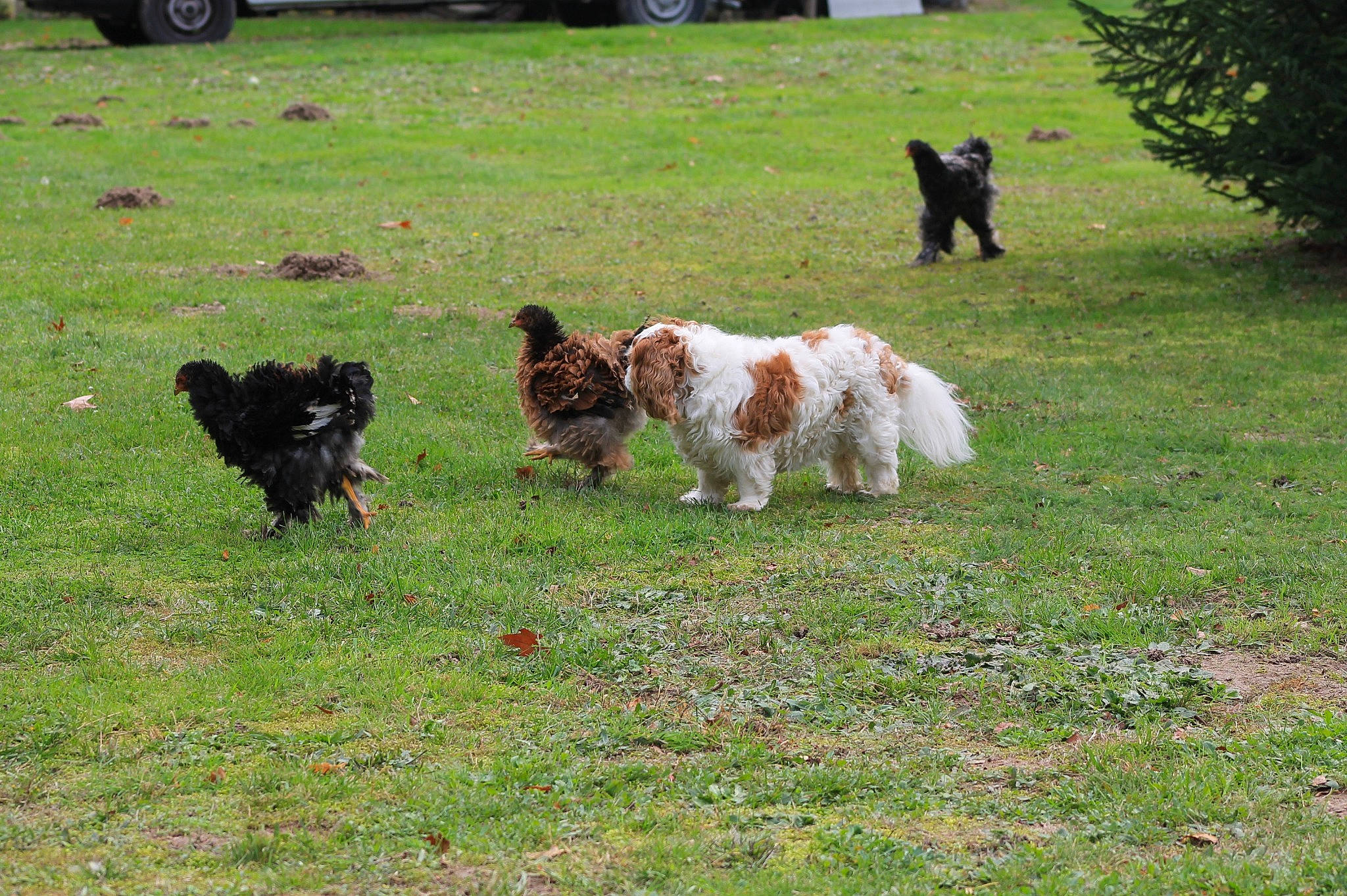 Mely a rejoint le concours — aidez-le/la à gagner de superbes lots ! canidae, carnivore, companion_dog, dog, dog_breed, grass, lawn, liver, non_sporting_group, small_terrier, sporting_group, tail, terrier, toy_dog, water_dog, working_animal, working_dog