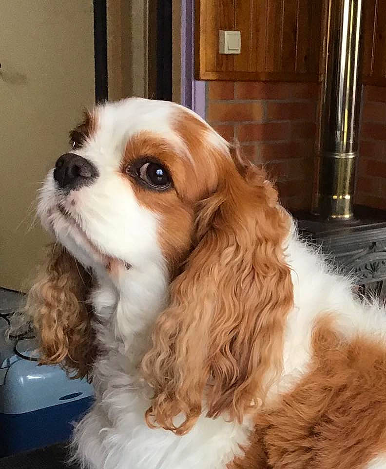 Mely a rejoint le concours — aidez-le/la à gagner de superbes lots ! brown, canidae, carnivore, cavalier_king_charles_spaniel, cocker_spaniel, companion_dog, dog, dog_breed, fawn, fur, liver, natural_material, snout, spaniel, sporting_group, terrestrial_animal, toy_dog, vertebrate, whiskers, working_animal