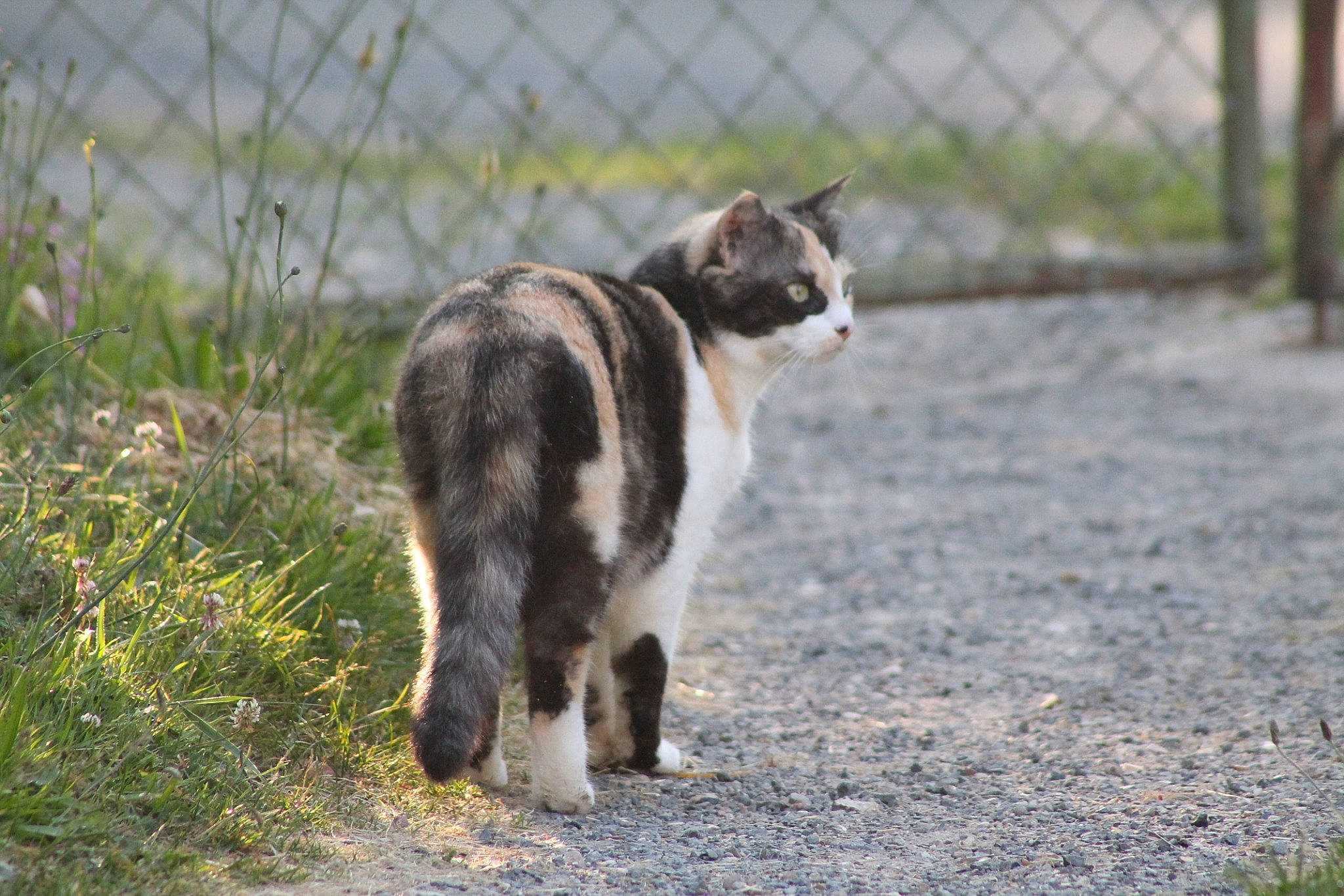 Noisette participe au concours pour gagner de l'argent avec cette photo : carnivore, cat, chain_link_fencing, domestic_short_haired_cat, facial_expression, felidae, fur, mesh, small_to_medium_sized_cats, snout, tail, terrestrial_animal, vertebrate, whiskers, wire_fencing