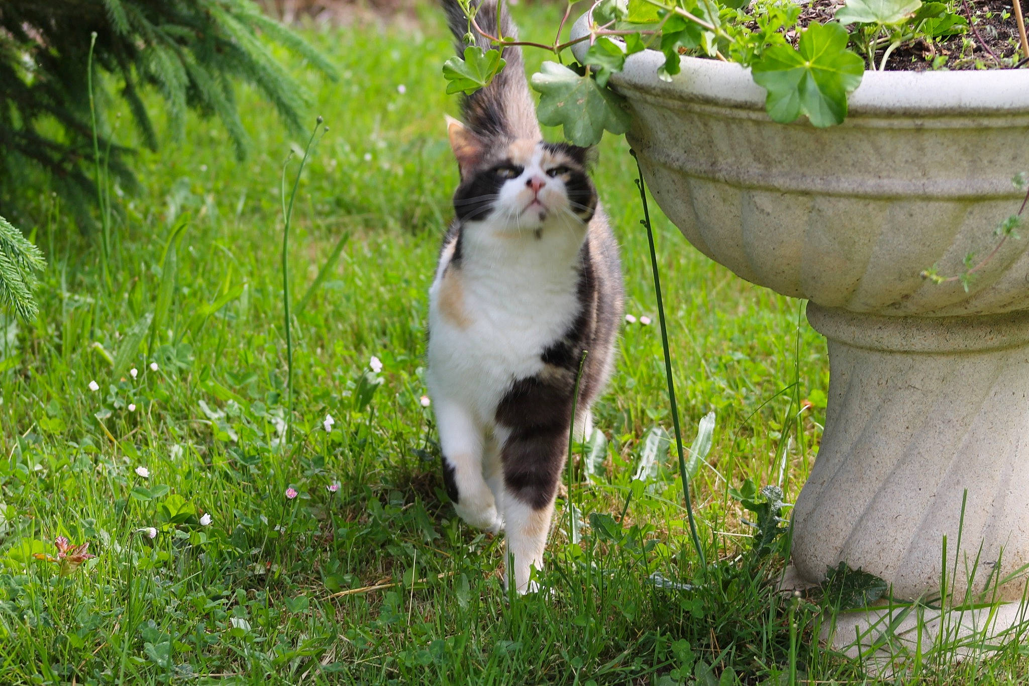 Noisette a rejoint le concours — aidez-le/la à gagner de superbes lots ! carnivore, cat, domestic_short_haired_cat, felidae, flowerpot, fur, garden, grass, grass_family, groundcover, herb, herbaceous_plant, houseplant, lawn, small_to_medium_sized_cats, tail, whiskers, yard