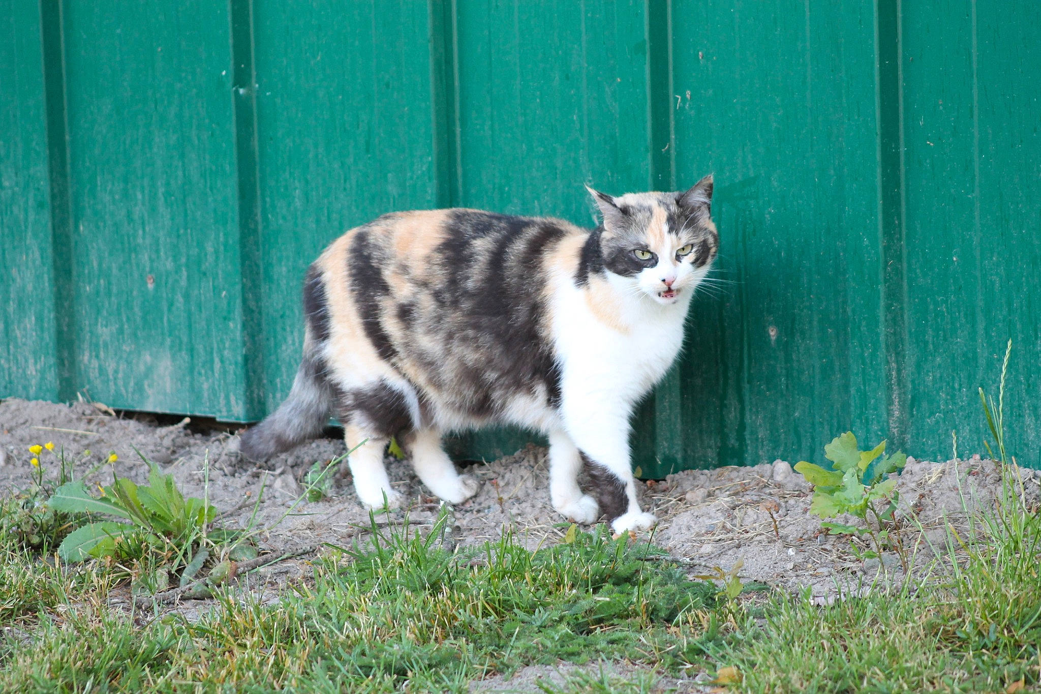 Noisette participe au concours pour gagner de l'argent avec cette photo : carnivore, cat, facial_expression, felidae, fur, grass, grass_family, green, groundcover, mammal, organism, small_to_medium_sized_cats, snout, tail, terrestrial_animal, vertebrate, whiskers