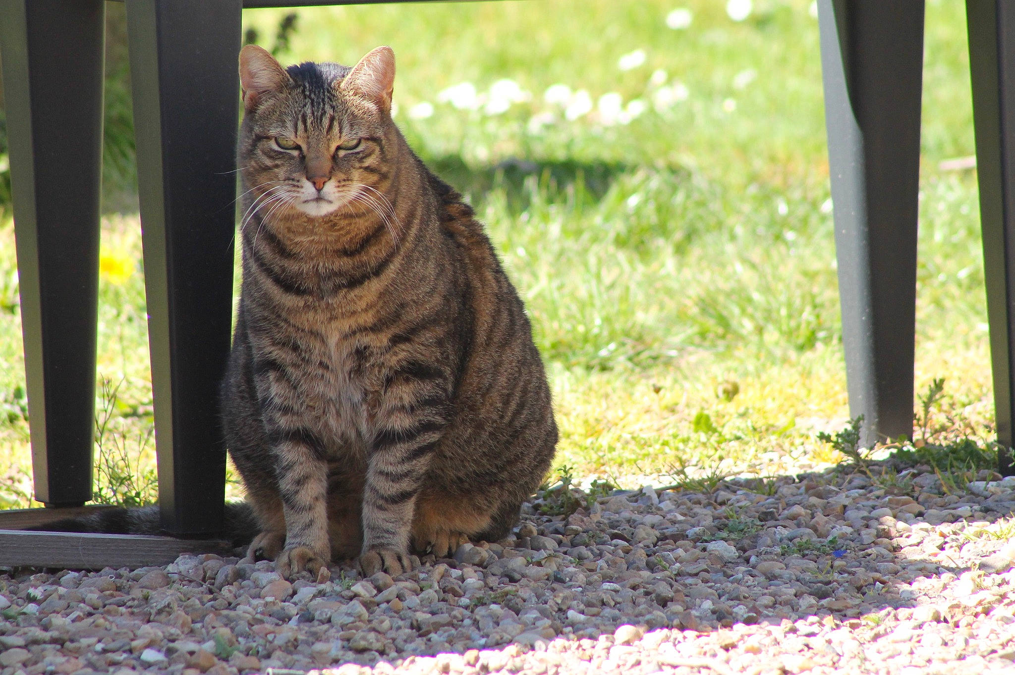 Chanel a rejoint le concours — aidez-le/la à gagner de superbes lots ! carnivore, cat, domestic_short_haired_cat, fawn, felidae, fur, grass, plant, road_surface, sitting, small_to_medium_sized_cats, snout, soil, sunlight, tail, terrestrial_animal, tree, whiskers, wildlife, wood