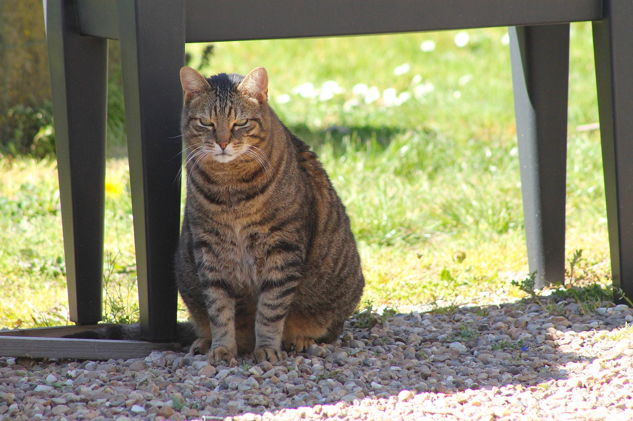 Chanel participe au concours pour gagner de l'argent avec cette photo : asphalt, carnivore, cat, domestic_short_haired_cat, fawn, felidae, grass, leaf, plant, road_surface, shade, small_to_medium_sized_cats, snout, soil, tail, terrestrial_animal, tree, whiskers, window, wood