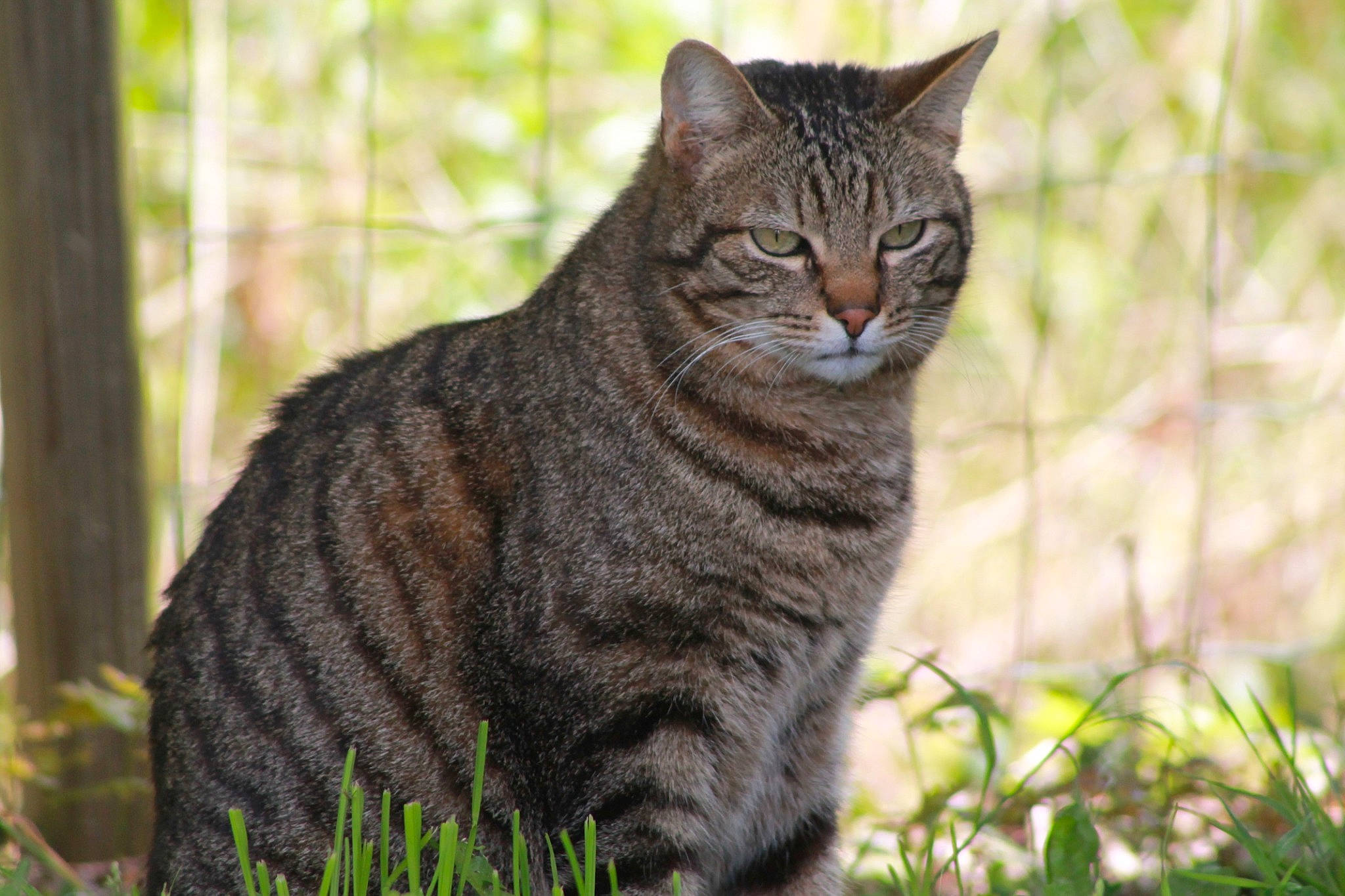 Chanel participe au concours pour gagner de l'argent avec cette photo : bobcat, carnivore, cat, domestic_short_haired_cat, felidae, fur, grass, leaf, lynx, nature, plant, small_to_medium_sized_cats, snout, tail, terrestrial_animal, tree, trunk, whiskers, wildlife, wood