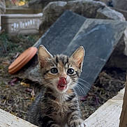 Bulle participe au concours pour gagner de l'argent avec cette photo : kitten, cat, tabby, animal, pet, tongue_out, open_mouth, portrait, close_up, outdoor, garden, wood, planter, rocks, greenery, sunlight, whiskers, ears, sitting, cute