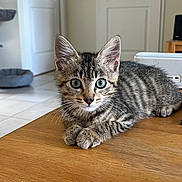 Atlas a rejoint le concours — aidez-le/la à gagner de superbes lots ! abyssinian, animal, architecture, building, cat, door, electronics, furniture, hardwood, indoors, interiordesign, kitten, livingroom, manx, pet, plywood, room, speaker, stainedwood, wood