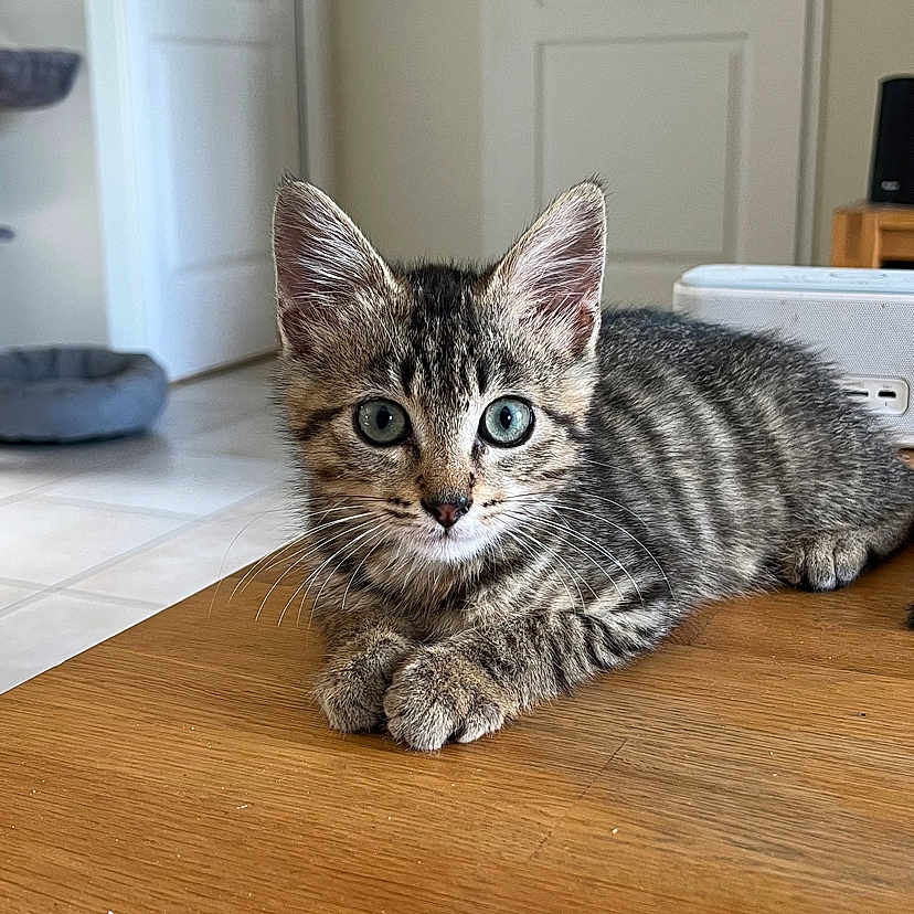 Atlas a rejoint le concours — aidez-le/la à gagner de superbes lots ! abyssinian, animal, architecture, building, cat, door, electronics, furniture, hardwood, indoors, interiordesign, kitten, livingroom, manx, pet, plywood, room, speaker, stainedwood, wood