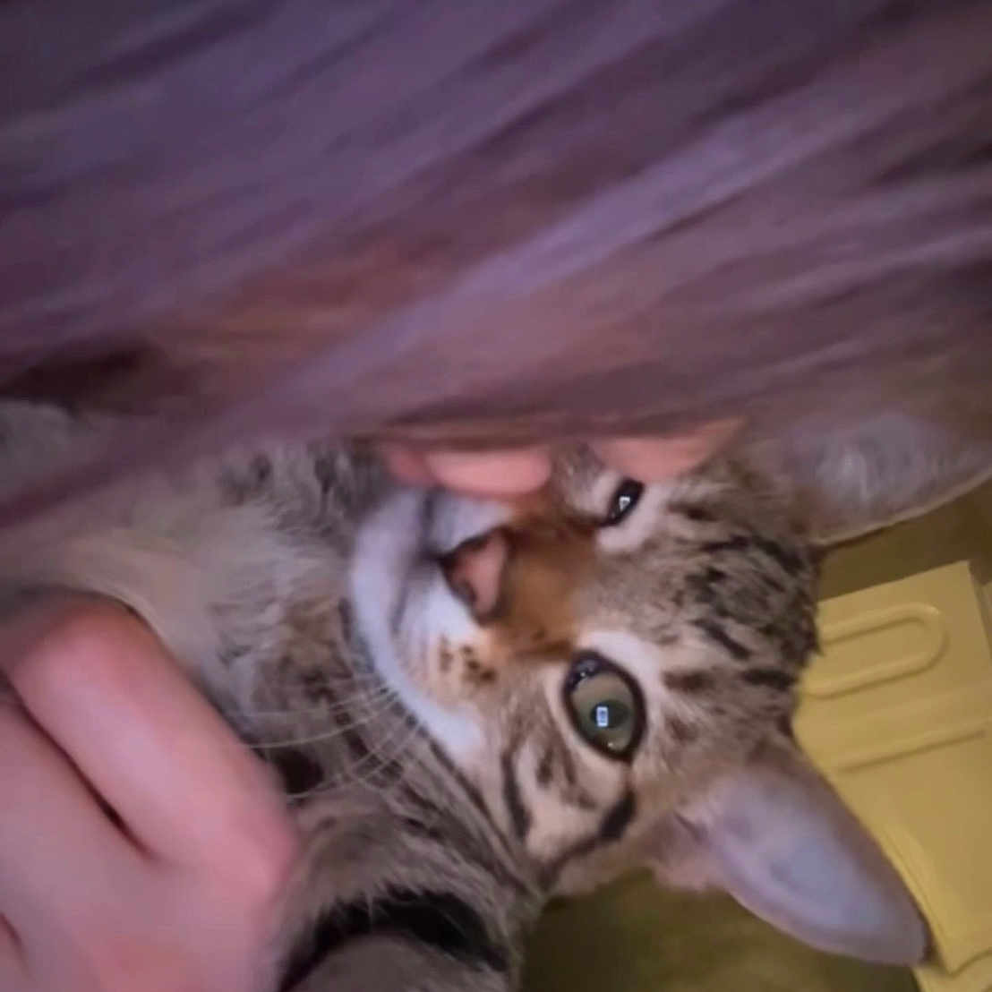 Abel is registered to the contest to win money with this photo: abyssinian, animal, blanket, bodypart, cat, ear, egyptiancat, face, finger, hand, head, indoors, kitten, manx, mouth, ocelot, person, pet, photography, portrait