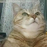 Eliy participe au concours pour gagner de l'argent avec cette photo : cat, tabby, pet, striped, fur, whiskers, face, paw, indoor, curtains, person, glasses, smile, video_call, technology, relaxed, closeup, home, cozy, portrait