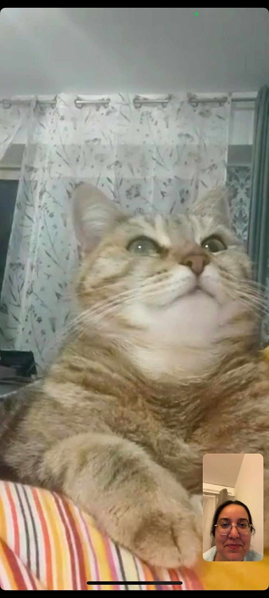 Eliy participe au concours pour gagner de l'argent avec cette photo : cat, tabby, pet, striped, fur, whiskers, face, paw, indoor, curtains, person, glasses, smile, video_call, technology, relaxed, closeup, home, cozy, portrait