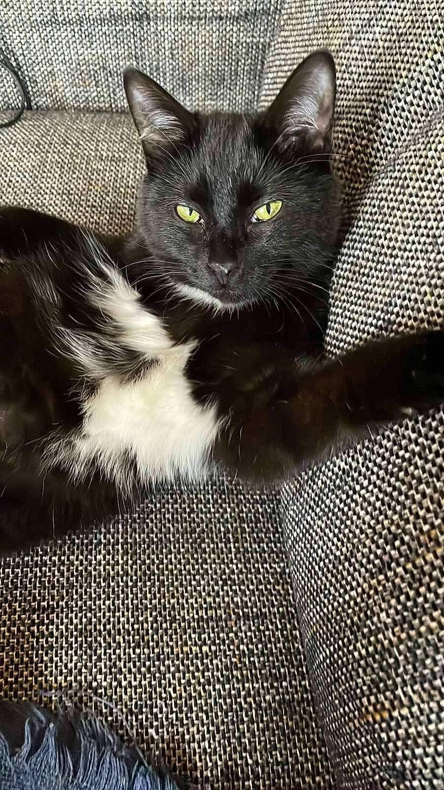 Natty participe au concours pour gagner de l'argent avec cette photo : black_cat, box, carnivore, cat, cat_furniture, cat_supply, claw, comfort, domestic_short_haired_cat, felidae, fur, grey, pattern, paw, sitting, small_to_medium_sized_cats, snout, tail, terrestrial_animal, whiskers