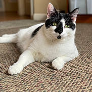 Ozzy joined the competition — help win amazing prizes! cat, black_and_white, indoor, carpet, pet, feline, relaxed, green_eyes, animal, whiskers, fur, laying, closeup, domestic_cat, cute, portrait, home, resting, calm, curious