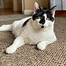 cat, black_and_white, indoor, carpet, pet, feline, relaxed, green_eyes, animal, whiskers, fur, laying, closeup, domestic_cat, cute, portrait, home, resting, calm, curious