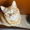 cat, ginger_cat, tabby, close_up, pet, whiskers, fur, green_eyes, animal, domestic_cat, cute, looking_up, indoor, portrait, feline, mammal, orange_background, soft_focus, relaxed, house_pet