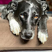 Luca is registered to the contest to win money with this photo: dog, black_and_white, heterochromia, paws, resting, close_up, indoor, couch, brown_cushion, animal, pet, fur, face, portrait, looking, expression, canine, domestic_animal, relaxed, snout