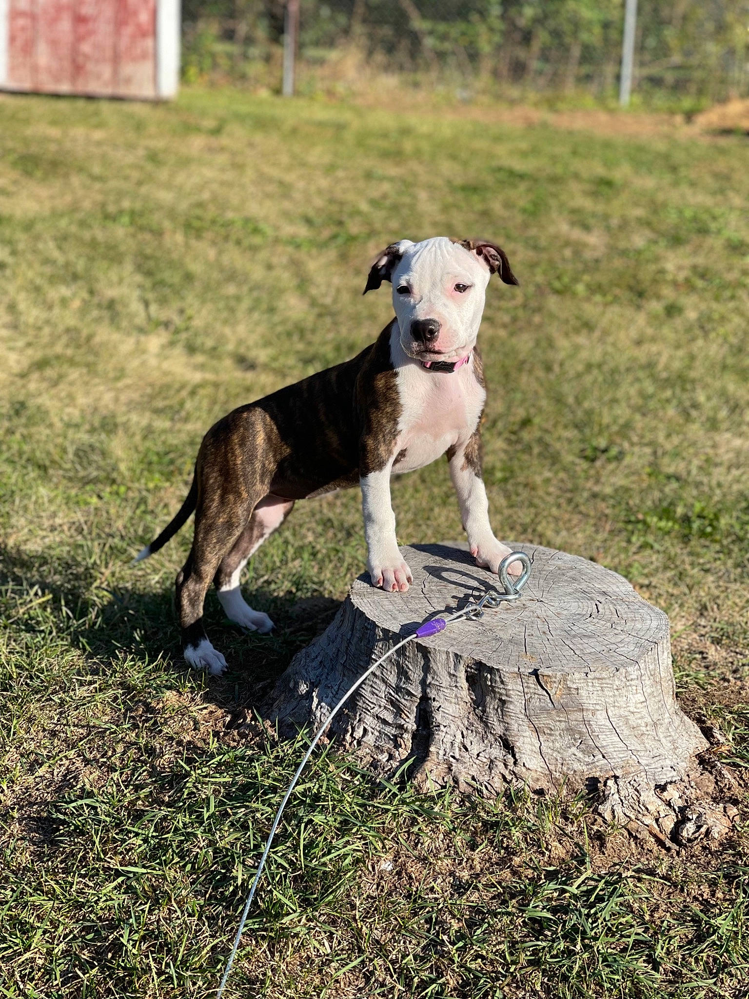 Lola is registered to the contest to win money with this photo: canidae, carnivore, collar, companion_dog, dog, dog_breed, dog_collar, dog_sports, dog_supply, fawn, grass, pet_supply, rampur_greyhound, sighthound, snout, sporting_group, tail, terrestrial_animal, tree, working_animal