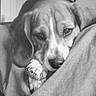 dog, sleeping, resting, blanket, cozy, indoors, black_and_white, portrait, close_up, paw, paws, muzzle, wrinkles, short_hair, pet, relaxed, couch, soft, nap, home