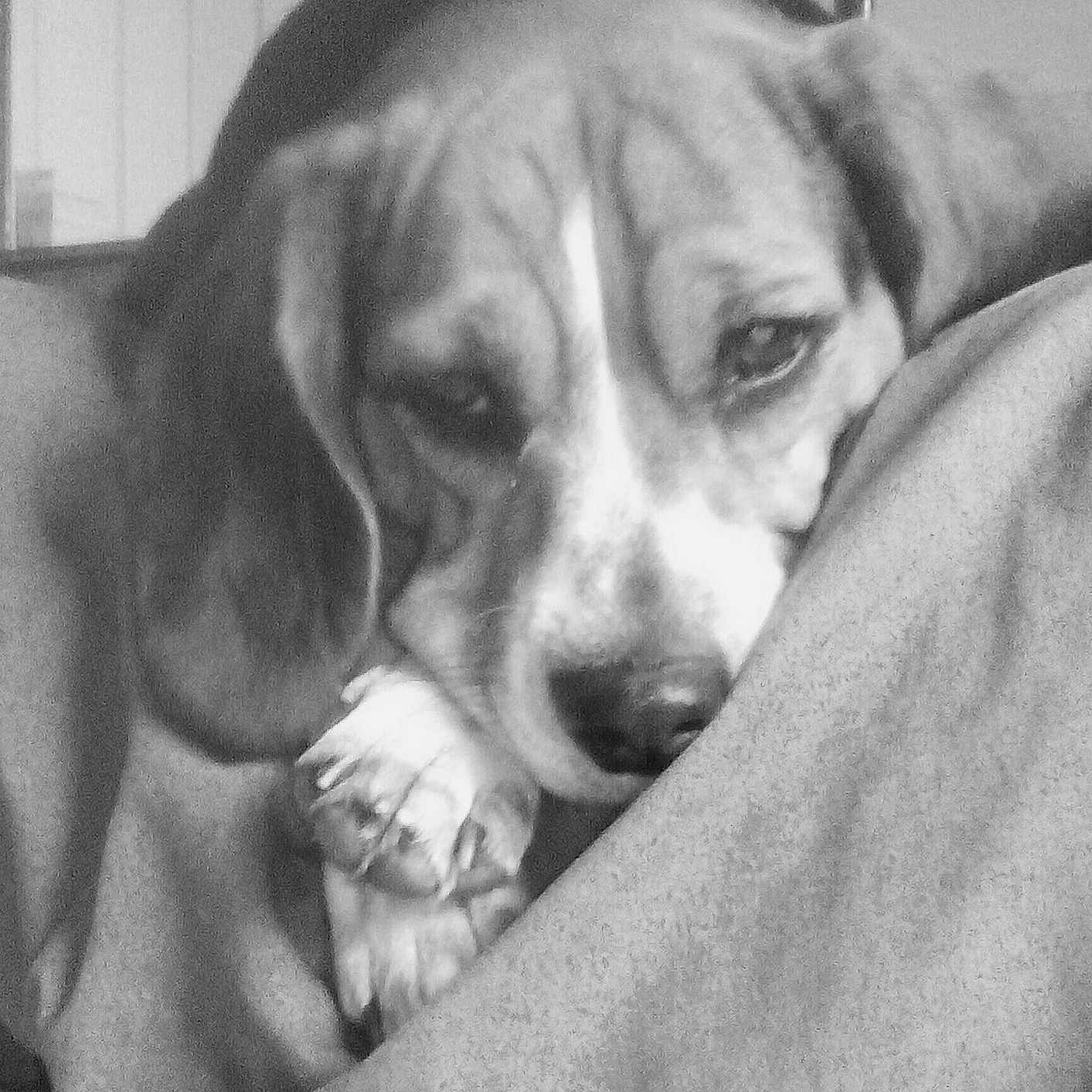 Bella