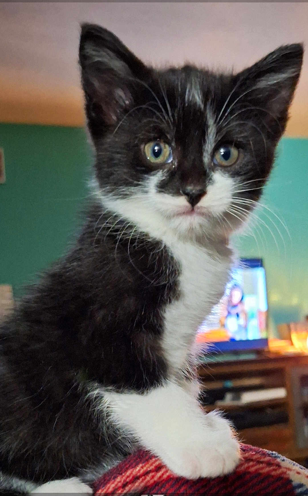 Taz joined the competition — help win amazing prizes! cat, kitten, black_and_white, whiskers, ears, eyes, paw, fur, close_up, portrait, indoor, living_room, television, furniture, sofa, blanket, curious, cute, pet, domestic_animal