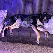 Moose is registered to the contest to win money with this photo: animal, blanket, canine, carpet, comfort, couch, cozy, dog, domestic, fur, furniture, home, indoor, leisure, pet, pillow, purple_light, relaxation, rest, sleeping