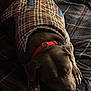 Deisel is registered to the contest to win money with this photo: animal, bed, brown_dog, canine, collar, comfort, cozy, dog, fur, indoor, napping, pet, plaid_blanket, plaid_jacket, quiet, relaxed, resting, sleeping, soft_lighting, warm