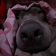 Deisel joined the competition — help win amazing prizes! animal, blanket, canine, close_up, comfort, cozy, cute, dog, face, fur, indoor, nose, pet, pink, resting, sleepy, snout, soft, warm, wrapped