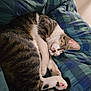 cat, tabby, sleeping, blanket, paw, fur, pet, cozy, indoor, resting, cute, striped, whiskers, nose, closeup, portrait, bed, soft, mammal, nap