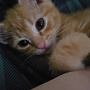 Baku is registered to the contest to win money with this photo: cat, kitten, orange_cat, close_up, pet, whiskers, paw, ear, pink_nose, indoor, blanket, bed, portrait, macro, cute, sleepy, fur, feline, adorable, big_eyes