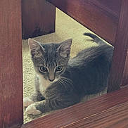 Chi is registered to the contest to win money with this photo: kitten, cat, pet, gray_tabby, white_paws, whiskers, paws, carpet, wooden_furniture, under_furniture, indoor, portrait, cute, young_animal, feline, curious, tail, eyes, cozy, soft_lighting