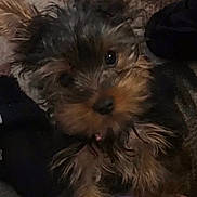 Pebbles is registered to the contest to win money with this photo: dog, puppy, toy, pink_toy, star_shaped_toy, fur, pet, indoor, carpet, close_up, cute, small_dog, animal, playful, looking_up, cozy, scruffy_fur, brown_fur, black_fur, ears
