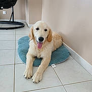 Appy a rejoint le concours — aidez-le/la à gagner de superbes lots ! dog, golden_retriever, puppy, pet, indoor, tile_floor, cushion, tongue_out, happy, cute, resting, animal, canine, fur, domestic_animal, smiling, laying_down, young_dog, house, pet_bed