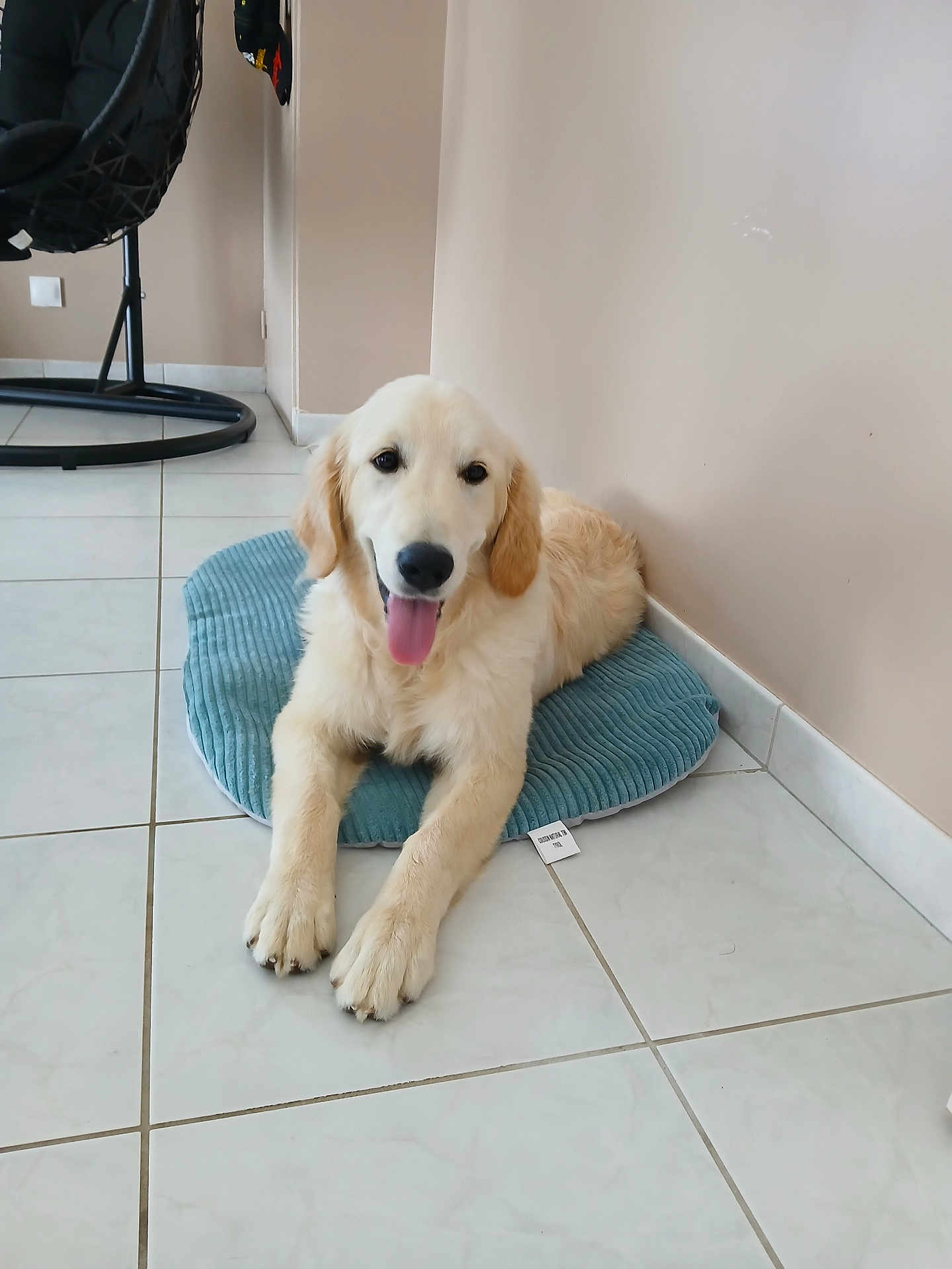 Appy a rejoint le concours — aidez-le/la à gagner de superbes lots ! dog, golden_retriever, puppy, pet, indoor, tile_floor, cushion, tongue_out, happy, cute, resting, animal, canine, fur, domestic_animal, smiling, laying_down, young_dog, house, pet_bed