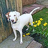 dog, white_dog, brown_patch, collar, flower, daffodil, flower_bed, grass, garden, sidewalk, fence, wooden_fence, outdoor, pet, animal, canine, nature, spring, plant, curious