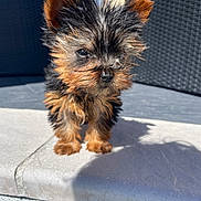 Bloom a rejoint le concours — aidez-le/la à gagner de superbes lots ! puppy, dog, yorkshire_terrier, small_dog, fur, outdoor, sunlight, ledges, shadow, curious, cute, animal, pet, fluffy, ears, walking, young, adorable, portrait, facing_forward