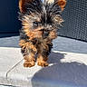 puppy, dog, yorkshire_terrier, small_dog, fur, outdoor, sunlight, ledges, shadow, curious, cute, animal, pet, fluffy, ears, walking, young, adorable, portrait, facing_forward