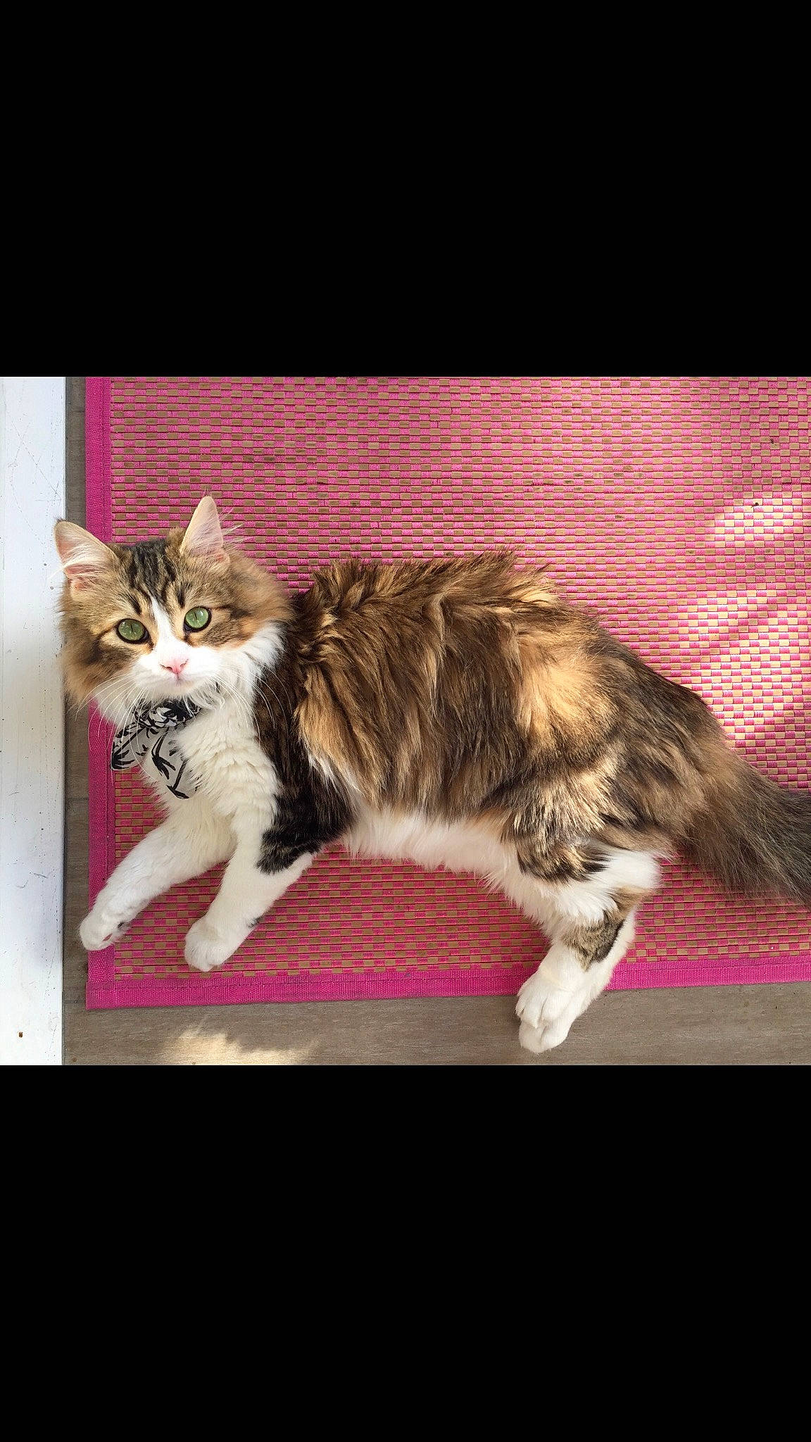 Brioche participe au concours pour gagner de l'argent avec cette photo : art, carnivore, cat, claw, domestic_short_haired_cat, felidae, fur, magenta, paw, photo_caption, rectangle, sitting, small_to_medium_sized_cats, tail, whiskers