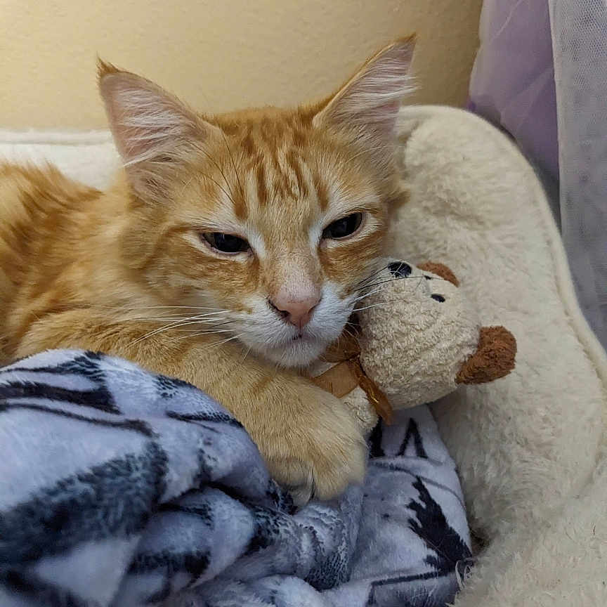 Feisty is registered to the contest to win money with this photo: animal, bed, blanket, cat, claw, comfort, cozy, cute, ears, feline, fur, indoor, nap, orange_tabby, pet, plush_toy, relaxed, resting, soft, whiskers