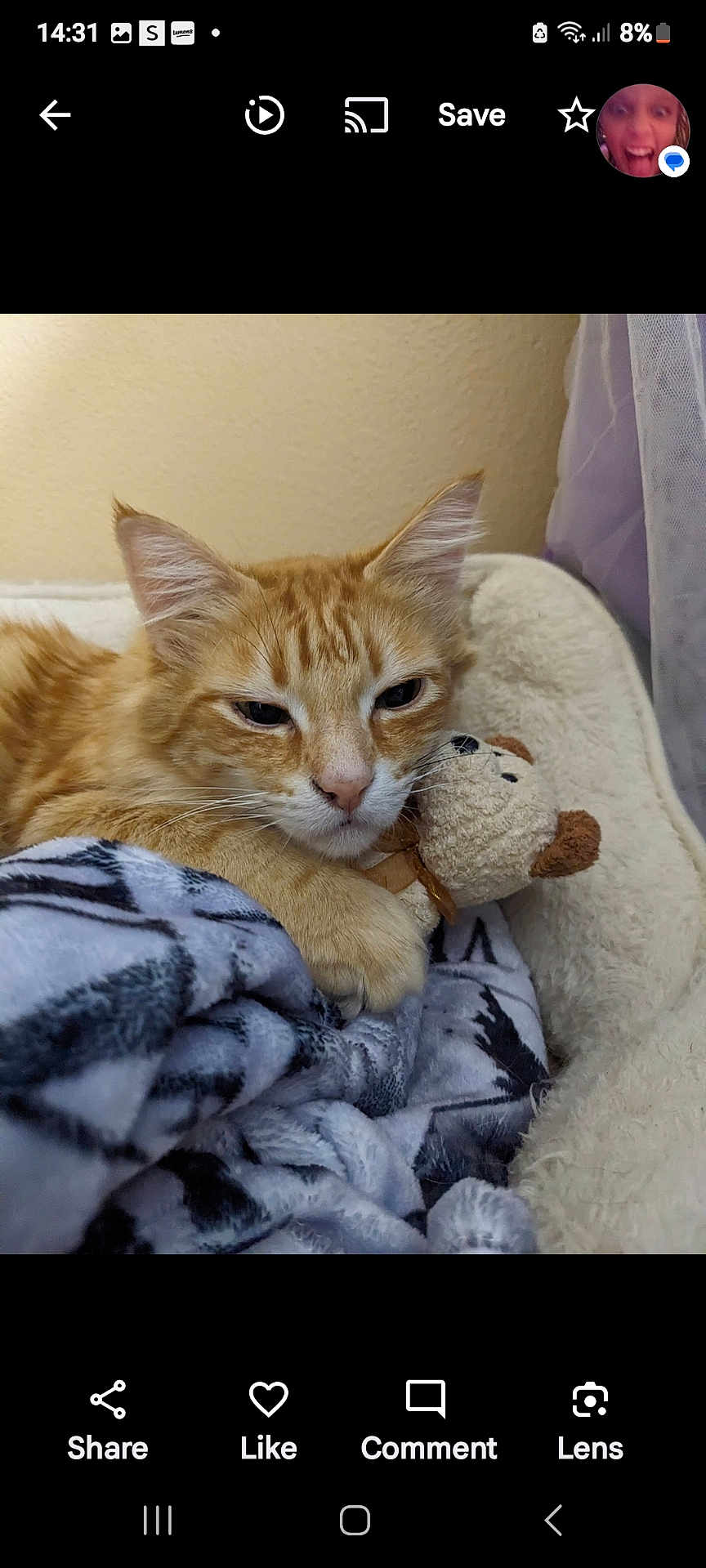 Feisty is registered to the contest to win money with this photo: cat, orange_tabby, blanket, plush_toy, bed, cozy, nap, indoor, pet, fur, whiskers, cute, relaxed, animal, feline, soft, comfort, resting, claw, ears