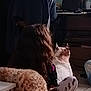 child, dog, indoor, curly_hair, plush_toy, floor, computer_desk, chair, casual_clothing, soft_lighting, back_view, ears, furniture, cozy, home, pet, relaxing, seated, animal_plush, quiet