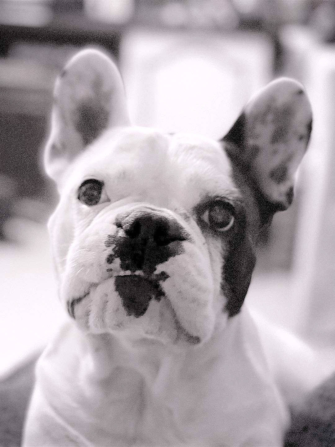 Sparow a rejoint le concours — aidez-le/la à gagner de superbes lots ! bulldog, canidae, carnivore, close_up, companion_dog, dog, dog_breed, ear, eye, fawn, happy, head, monochrome, monochrome_photography, nose, snout, style, toy_dog, whiskers, working_animal