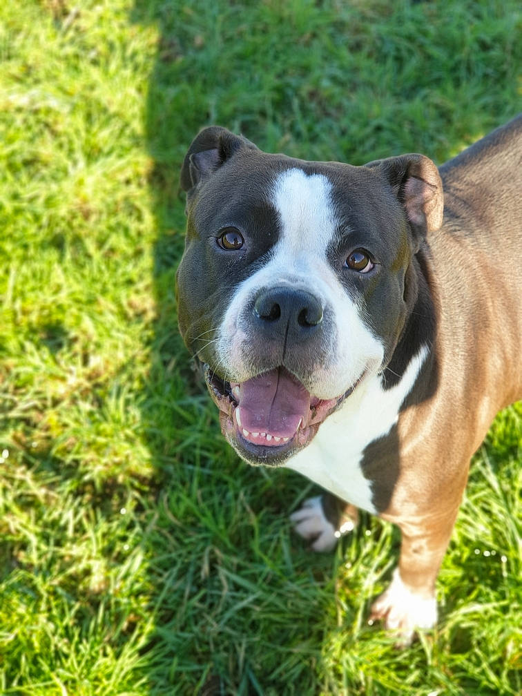 Inès participe au concours pour gagner de l'argent avec cette photo : canidae, carnivore, companion_dog, dog, dog_breed, fawn, grass, grassland, groundcover, herbaceous_plant, molosser, non_sporting_group, plant, sporting_group, terrestrial_animal, whiskers, working_animal, working_dog