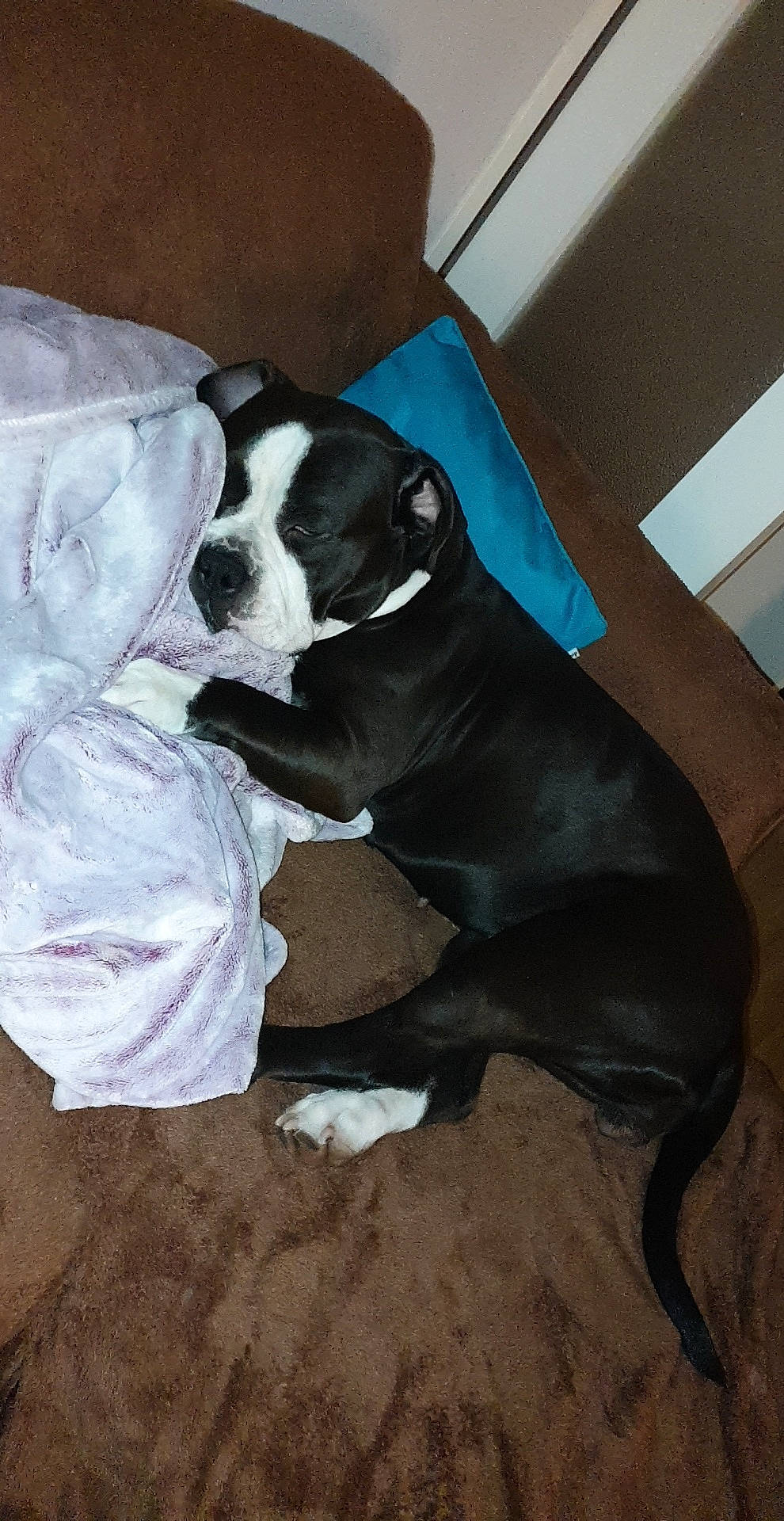 Inès participe au concours pour gagner de l'argent avec cette photo : beaglier, borador, bored, boston_terrier, canidae, carnivore, comfort, companion_dog, dog, dog_breed, fawn, flooring, fur, nap, non_sporting_group, paw, snout, sporting_group, tail, working_animal