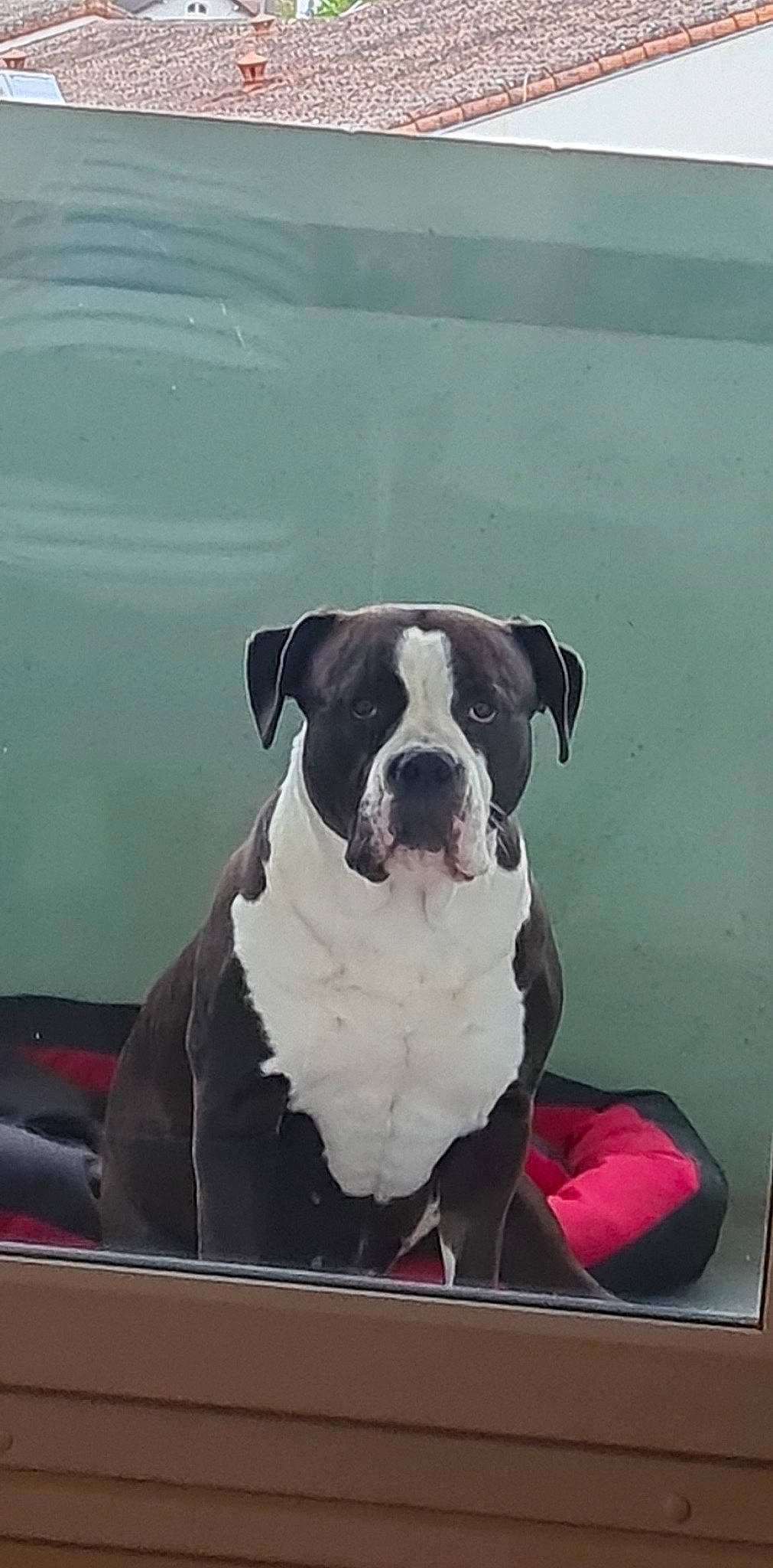 Inès participe au concours pour gagner de l'argent avec cette photo : art, canidae, carnivore, collar, companion_dog, dog, dog_breed, dog_collar, fawn, giant_dog_breed, molosser, pet_supply, rectangle, snout, sporting_group, vehicle, water, window, working_animal, working_dog