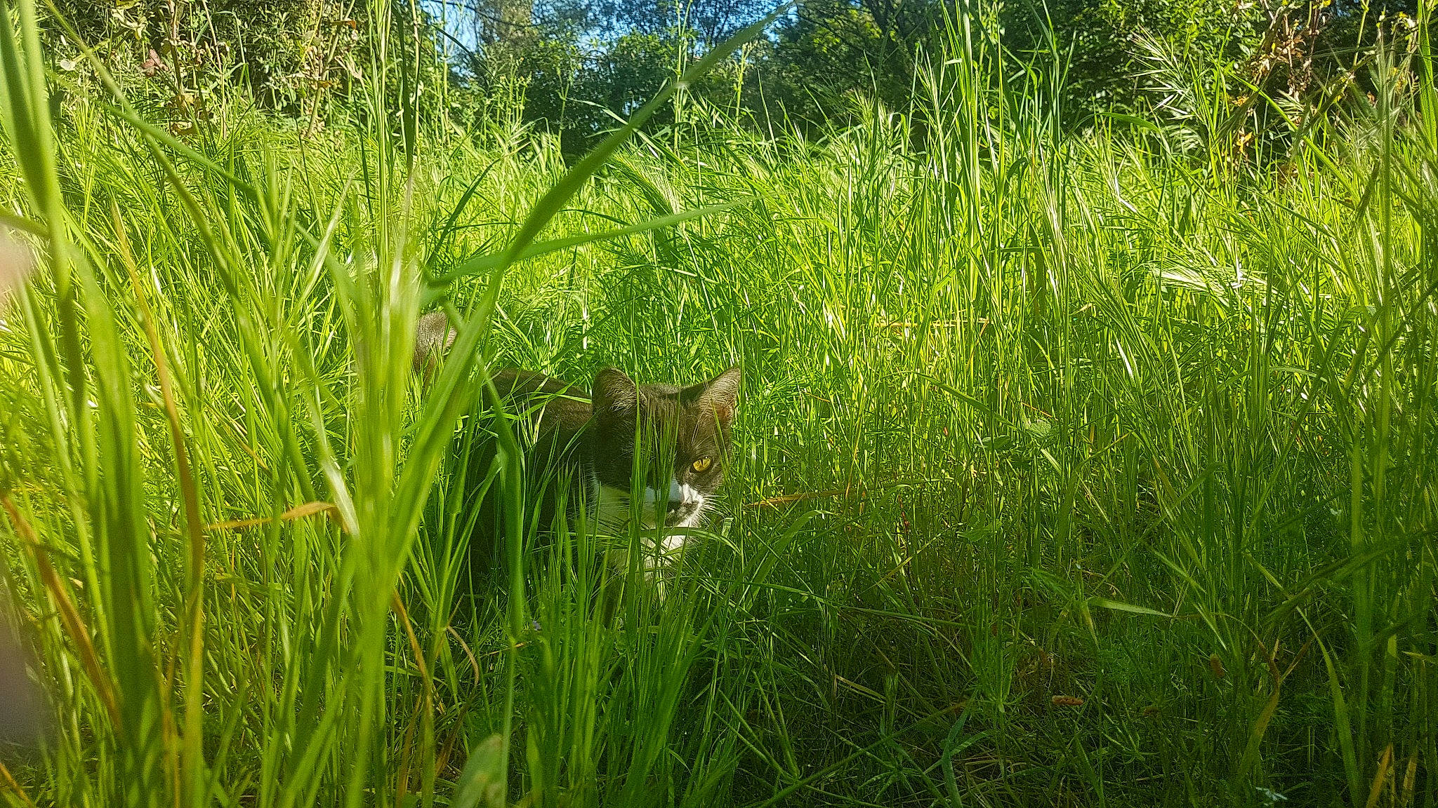 Owana a rejoint le concours — aidez-le/la à gagner de superbes lots ! carnivore, cat, fawn, felidae, grass, grassland, groundcover, herbaceous_plant, meadow, natural_environment, natural_landscape, plant, plant_community, shrub, small_to_medium_sized_cats, terrestrial_animal, terrestrial_plant, tree, vegetation, whiskers