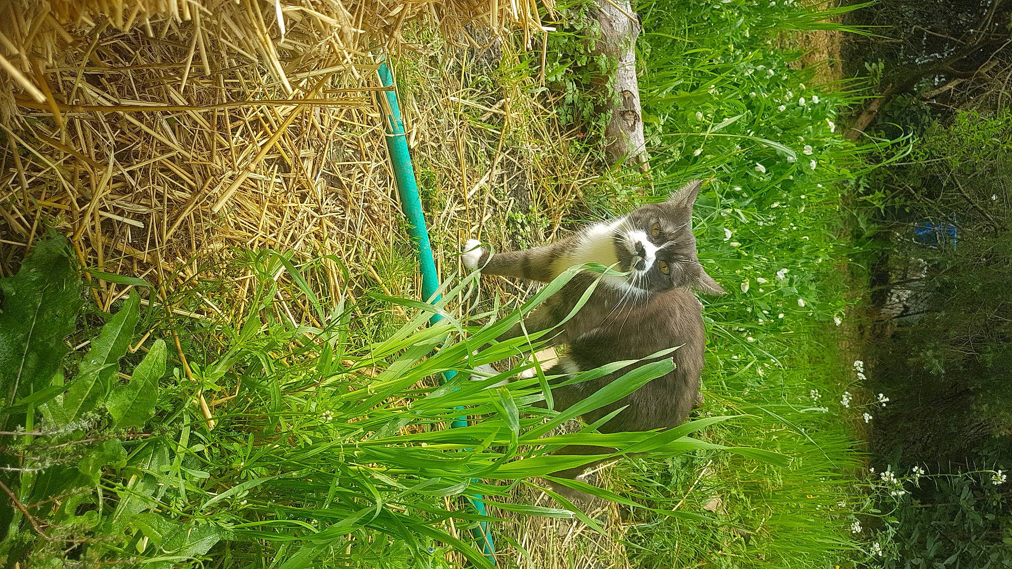 Owana participe au concours pour gagner de l'argent avec cette photo : carnivore, cat, domestic_short_haired_cat, fawn, felidae, fur, grass, groundcover, herb, herbaceous_plant, plant, small_to_medium_sized_cats, tail, terrestrial_animal, terrestrial_plant, tree, trunk, twig, whiskers, wood