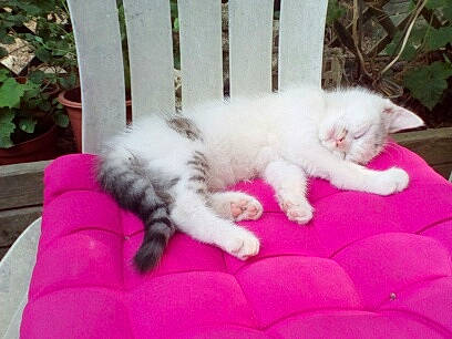 Sisi Limpératrice participe au concours pour gagner de l'argent avec cette photo : carnivore, cat, comfort, domestic_short_haired_cat, felidae, flowerpot, fur, grass, groundcover, houseplant, magenta, paw, pink, plant, small_to_medium_sized_cats, snout, tail, terrestrial_animal, vertebrate, whiskers