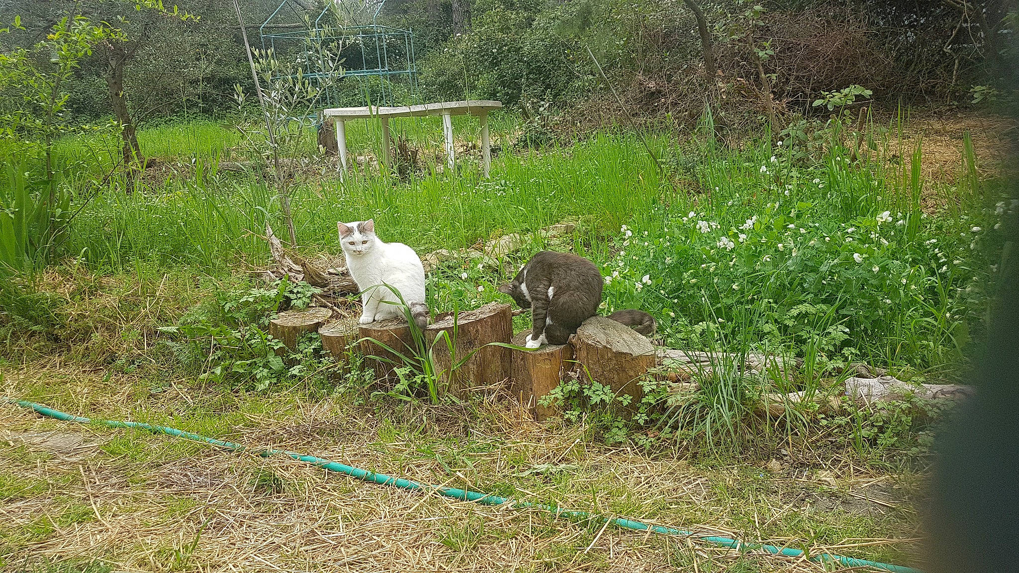 Sisi Limpératrice a rejoint le concours — aidez-le/la à gagner de superbes lots ! field, garden, grass, grass_family, grassland, grazing, groundcover, herb, landscape, meadow, natural_landscape, pasture, plant, plant_community, prairie, shrub, soil, sporting_group, terrestrial_animal, tree