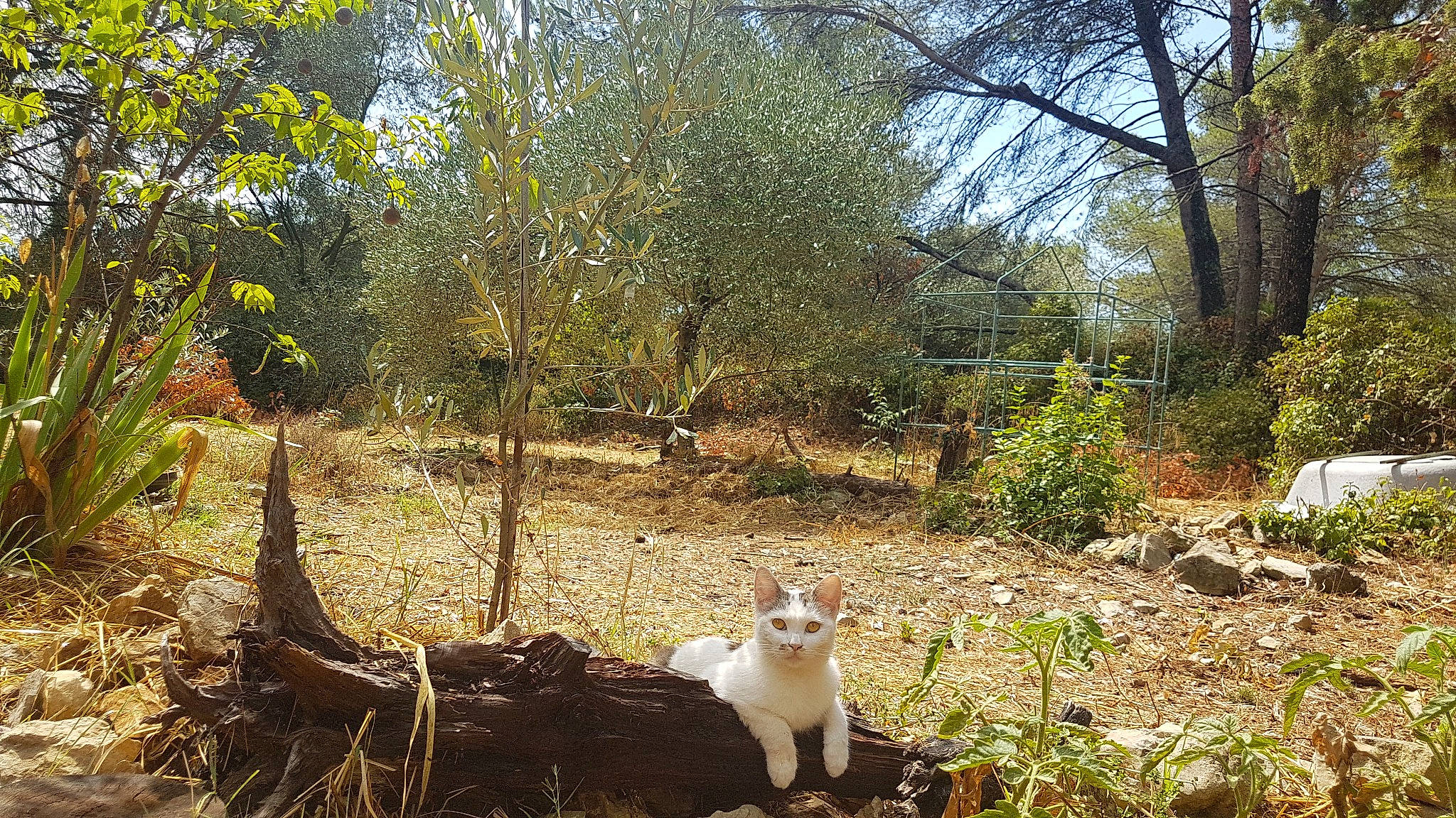 Sisi Limpératrice participe au concours pour gagner de l'argent avec cette photo : carnivore, cat, fawn, felidae, forest, grass, landscape, natural_landscape, plant, shrub, small_to_medium_sized_cats, soil, tail, terrestrial_animal, tree, trunk, twig, wildlife, wood, woodland