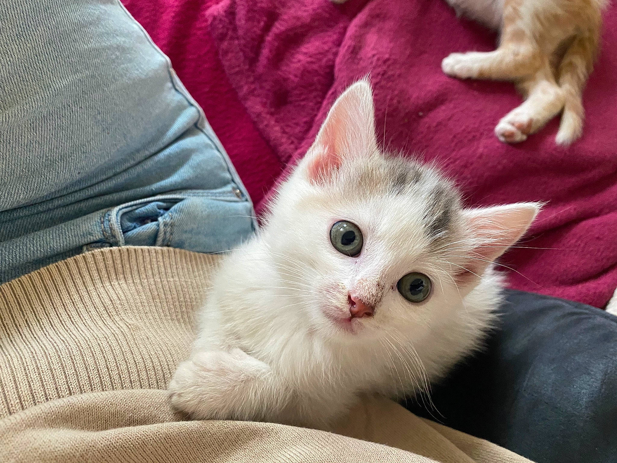 Rasta participe au concours pour gagner de l'argent avec cette photo : aegean_cat, asian, burmilla, carnivore, cat, colorpoint_shorthair, domestic_short_haired_cat, eye, felidae, fur, khao_manee, kitten, mammal, paw, ragdoll, small_to_medium_sized_cats, turkish_angora, turkish_van, vertebrate, whiskers