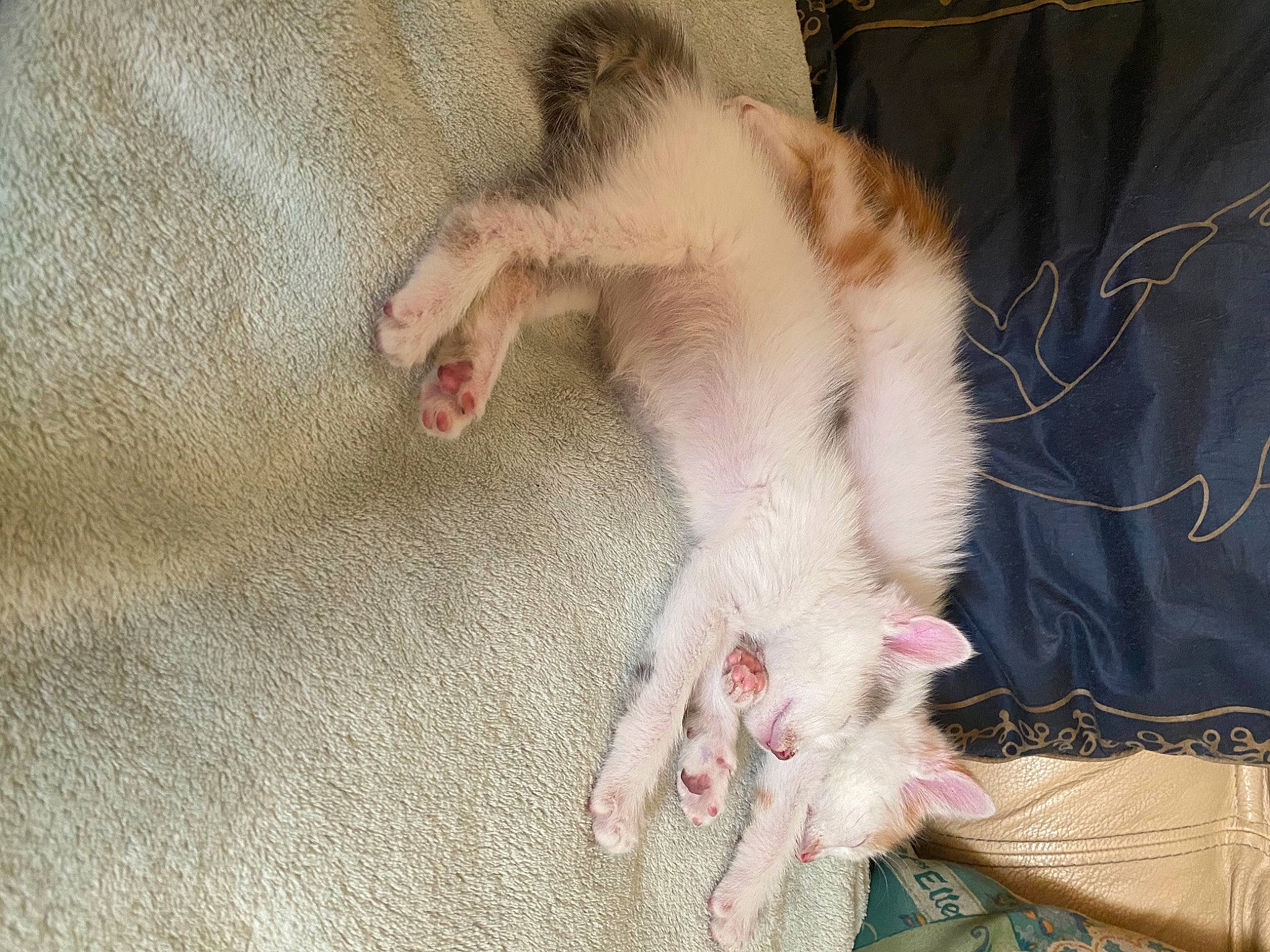 Rasta a rejoint le concours — aidez-le/la à gagner de superbes lots ! carnivore, cat, claw, fawn, felidae, kitten, paw, polydactyl_cat, ragdoll, small_to_medium_sized_cats, tail, turkish_angora, turkish_van